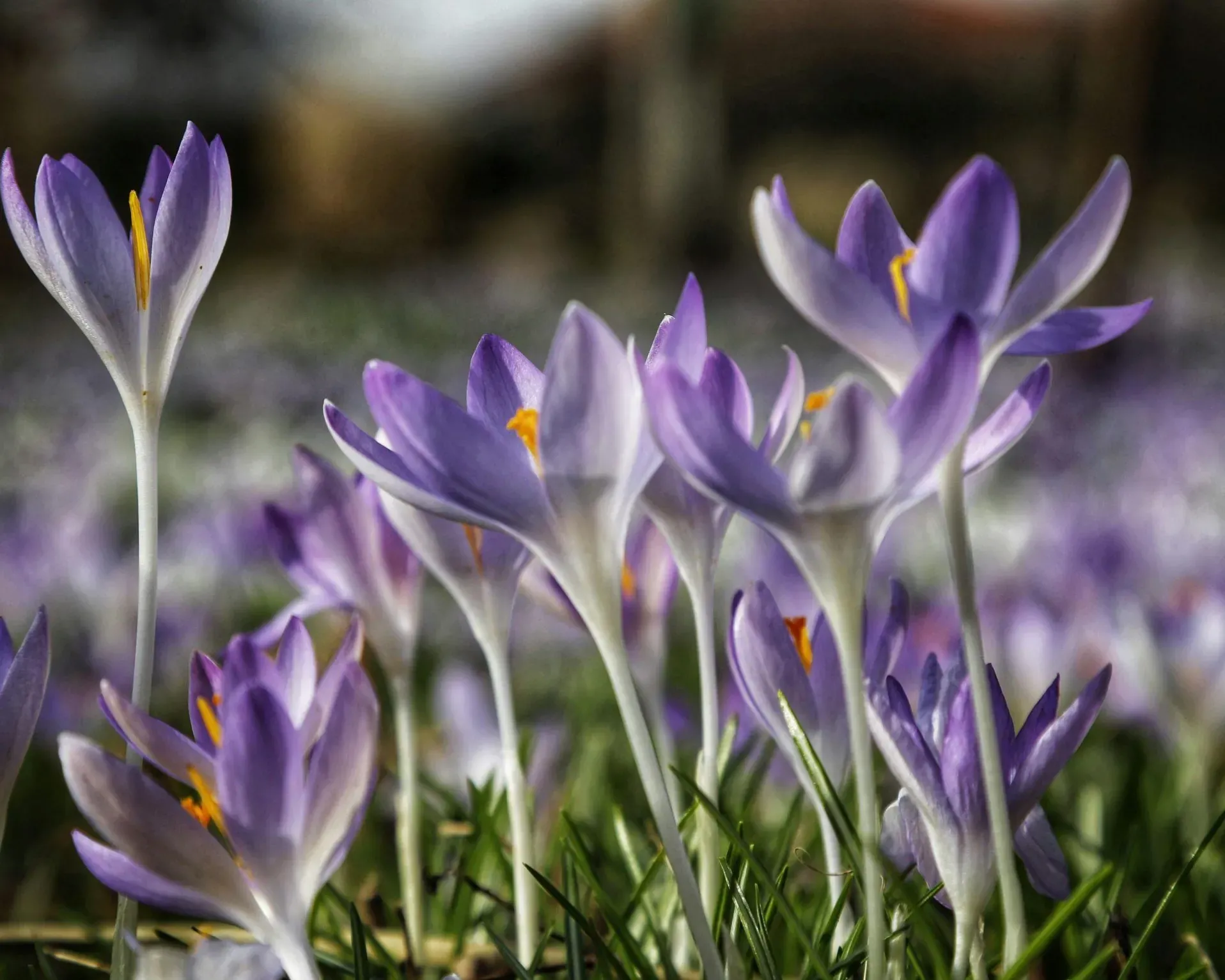 Fioritura dei crocus a maggio