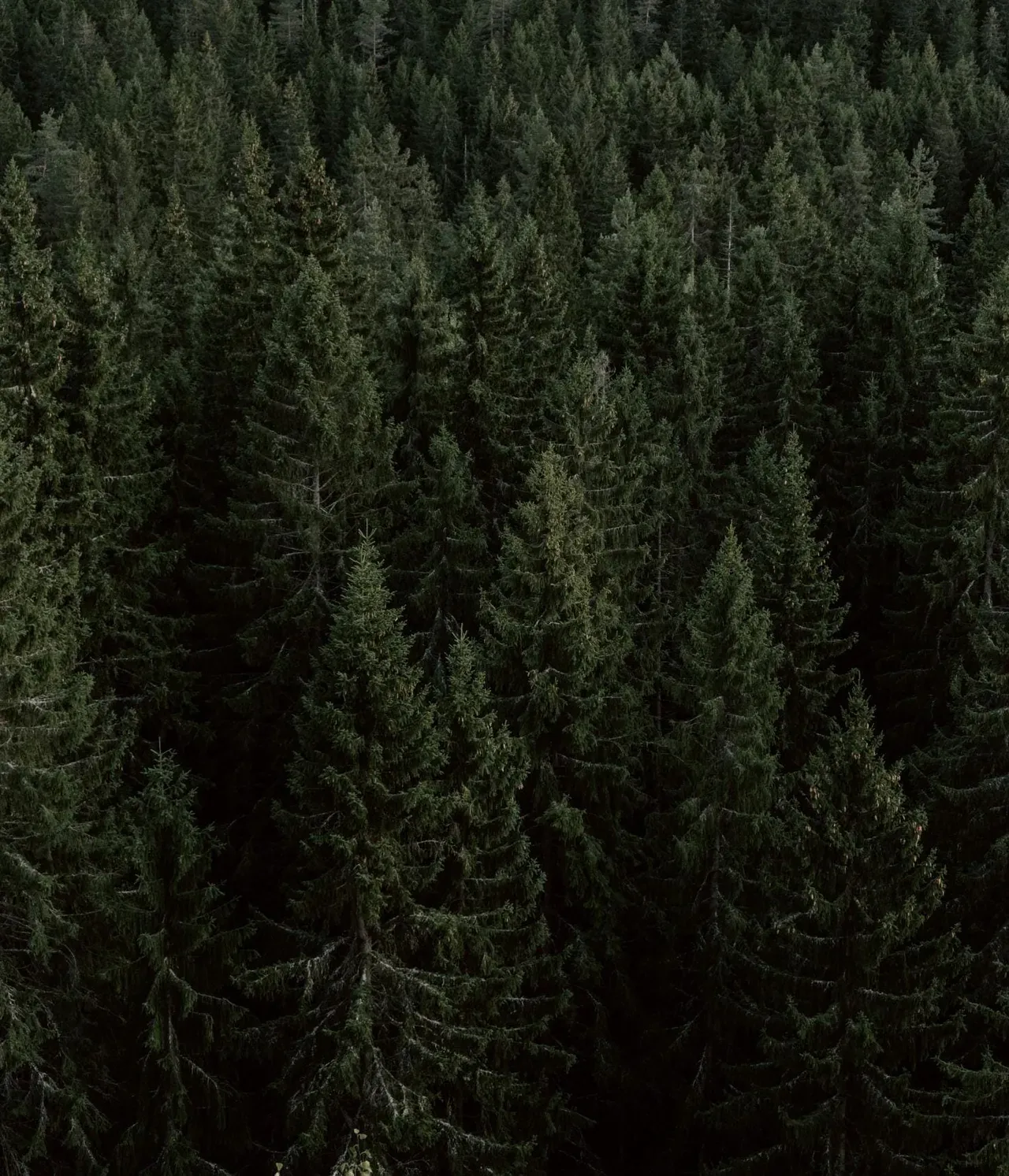 South Tyrolean forest