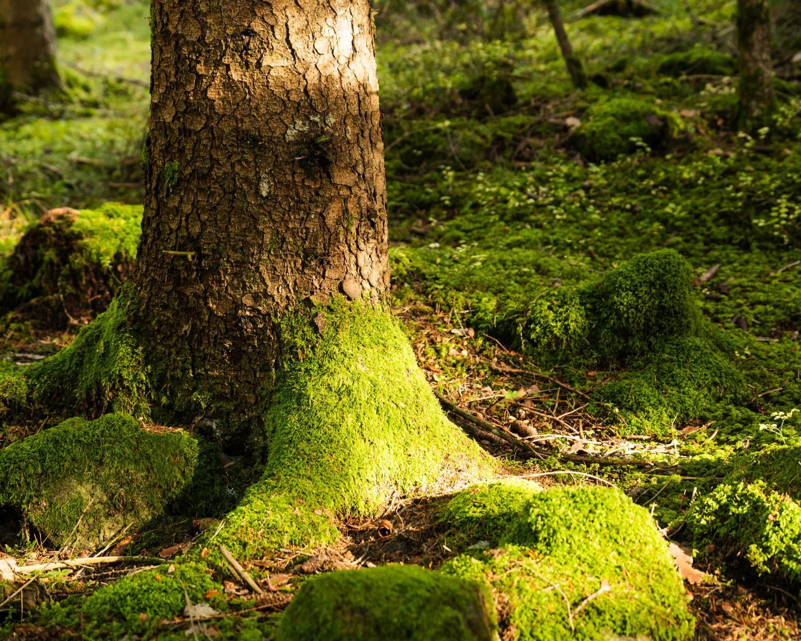 Moosdetail im Wald