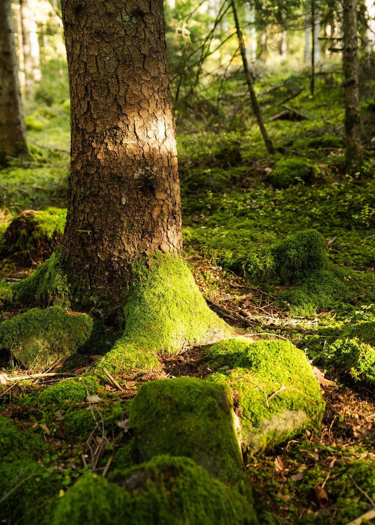 Moss detail in the forest