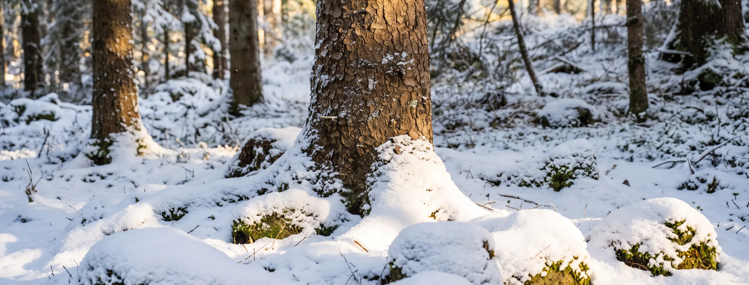 Winter scene with snow 46717 Nano Banana 2