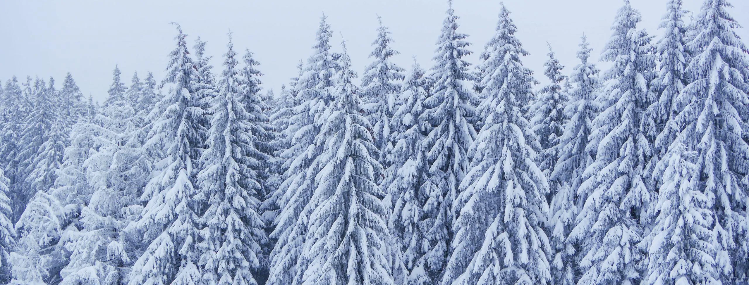 Winterwald